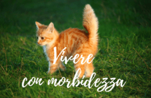 morbidezza